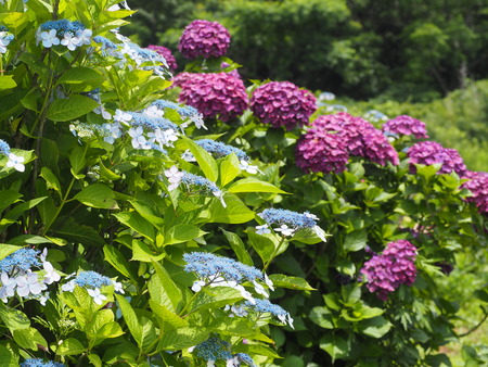 2023.06.10������Կ���Į���ä���������P1019769