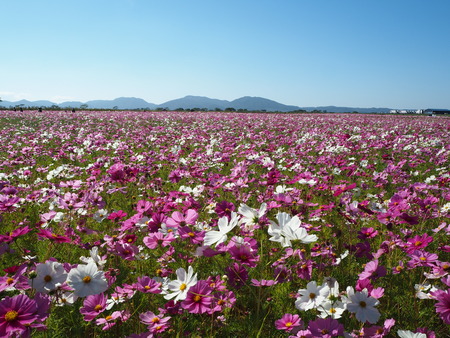 25-´³Î¦ÃÏ¥Õ¥é¥ï¡¼¥¾¡¼¥ó£Ê£Ò¥¦¥©¡¼¥¥ó¥°¡¡´ÒÁá»Ô¹âÍèÄ®PA251805