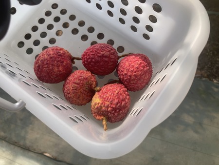 ���츩��Į���ߥ��ե����भ��� �饤��Ŧ�߼���IMG_8402