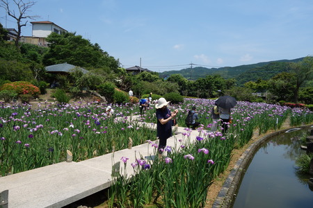 12-佐々町 花菖蒲まつりDSC07460
