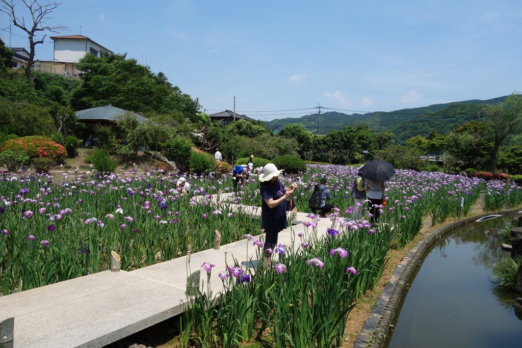 見頃ですよ 佐々町 花菖蒲まつり 佐々町 皿山公園 長崎 諫早市民 ふくちゃんの食う 寝る 遊ぶ日記 見頃ですよ 佐々町 花菖蒲まつり 佐々町 皿山公園 長崎 諫早市民 ふくちゃんの食う 寝る 遊ぶ日記