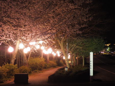 2023.03.31�����Ό��Į��������P1010832