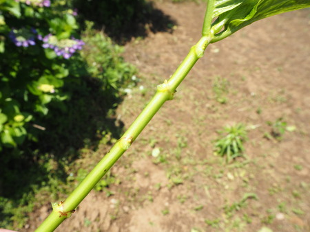 2021.05.28������Կ���Į���å���������P5232187