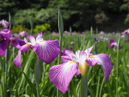 2024.05.25 佐々町 皿山公園P5256645