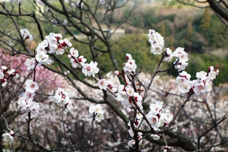 17-虎馬園DSC07649