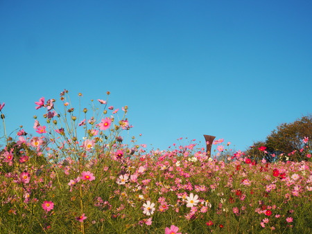 白木峰高原のコスモスPA121430
