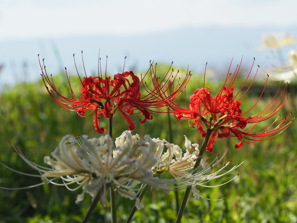 白い彼岸花、咲いてます!「鉢巻山展望所の彼岸花」(大村市野岳町 白い彼岸花、咲いてます!「鉢巻山展望所の彼岸花」(大村市野岳町
