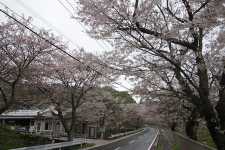 5−多良見町古川の桜並木DSC02006