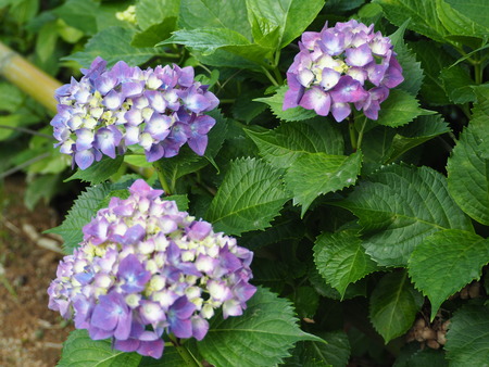 2021.05.25 大村公園 菖蒲P5232468