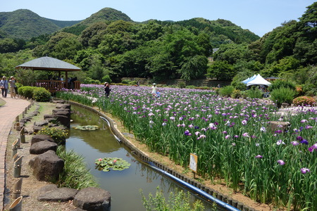 11-佐々町 花菖蒲祭りDSC07448