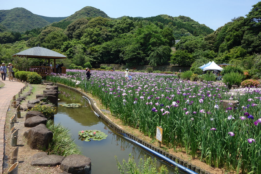 見頃ですよ 佐々町 花菖蒲まつり 佐々町 皿山公園 長崎 諫早市民 ふくちゃんの食う 寝る 遊ぶ日記 見頃ですよ 佐々町 花菖蒲まつり 佐々町 皿山公園 長崎 諫早市民 ふくちゃんの食う 寝る 遊ぶ日記