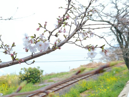 �����¿�ɸ�Į������Х���IMG_5943