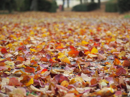 2022.11.19 雲仙市国見町 百花台公園P1014667