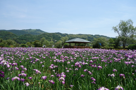 12-佐々町 花菖蒲まつりDSC07473