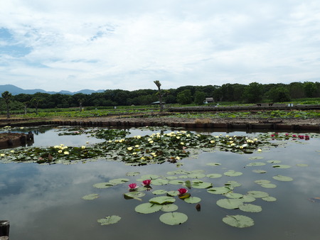 2022.05.31 ����Կ���Į������ϥ���P5291064