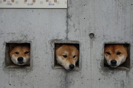 10−島原 柴犬DSC09236