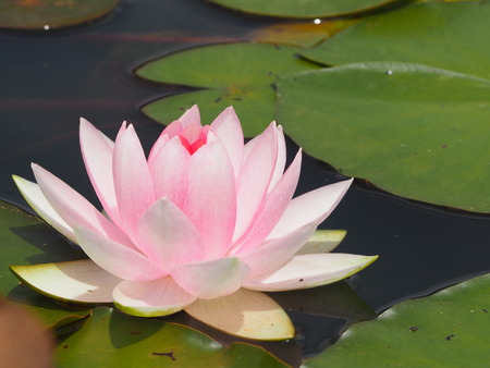 2022.05.31 ����Կ���Į������ϥ���P5291081