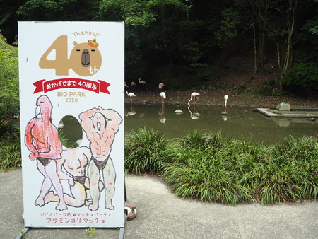 42-Ĺºê¥Ð¥¤¥ª¥Ñ¡¼¥¯¡¡¥Õ¥é¥ß¥ó¥´P6051157