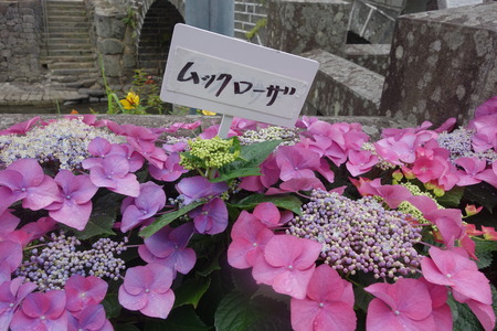 18-長崎あじさい祭 ムックローザDSC07873