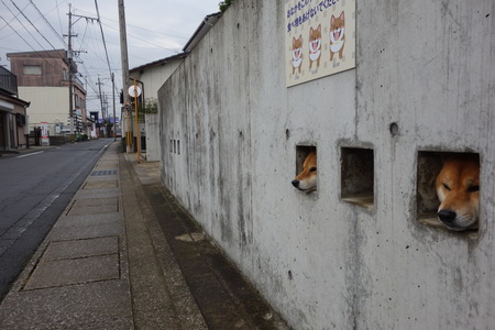 14−島原 柴犬DSC09248