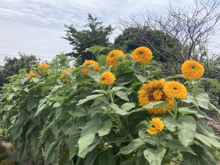 2023.06.26 大村市古賀島町 じゅ蘭前ひまわりIMG_2555