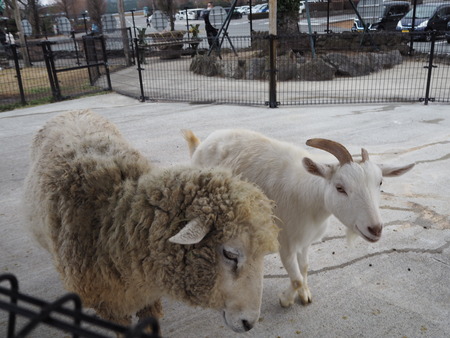 2022.01.07 阿蘇ファームランド ふれあい動物王国PC121194