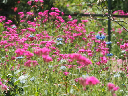 毎熊さんのバラ園 Mai's garden P1011950