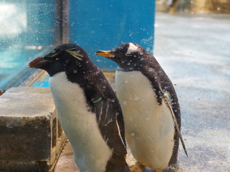 Ĺ��ԡ�Ĺ��ڥ󥮥��²��P2142018