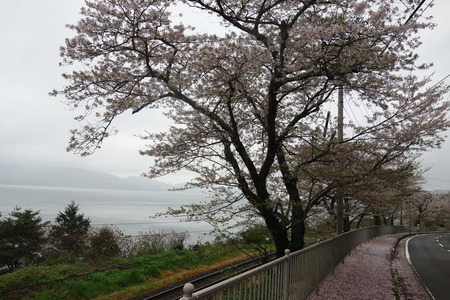 2−多良見町 古川の桜並木DSC01973