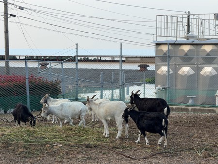 ͭ���ο��ե��ѡ�����ưʪ��IMG_2036