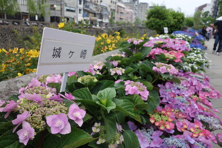 6-長崎あじさい祭 城ケ崎DSC07832