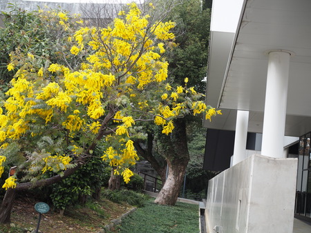 �����������˴ۤΥߥ⥶P3081885