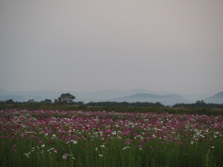 2022.10.15 ëÝÁá»Ô¹âÍè¡¡¥³¥¹¥â¥¹ÈªPA151376