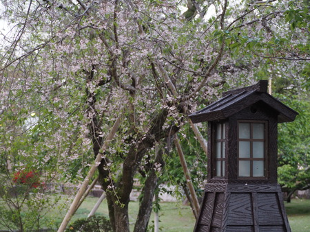 2023.04.07 諫早公園 しだれ桜P1012877