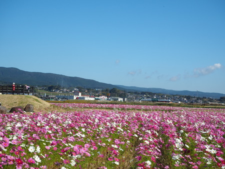 20-´³Î¦ÃÏ¥Õ¥é¥ï¡¼¥¾¡¼¥ó£Ê£Ò¥¦¥©¡¼¥¥ó¥°¡¡´ÒÁá»Ô¹âÍèÄ®PA251730