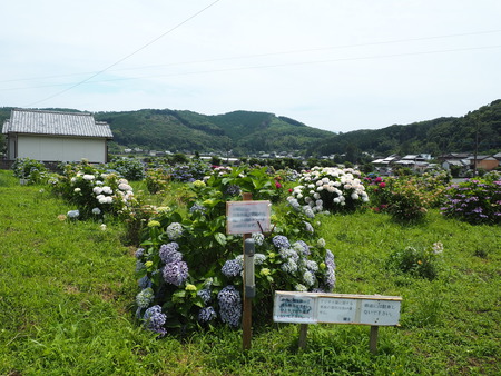 2023.06.10������Կ���Į���ä��������ࡡ���Ĥ�����P1019838