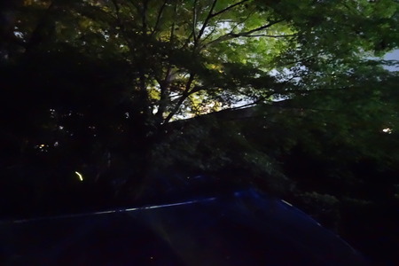 10-諫早公園 蛍DSC05860