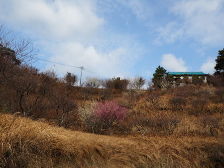 2023.02.15 長崎市松原町 原種梅林 虎馬園P1016025