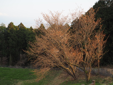 15-3-2-長崎県諫早市 白木峰高原P3180344