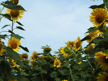 2022.07.30 ����Ծ���Į���Ҥޤ�ꥯ������P7303609