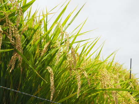 ȺĮêĤޤĤꡡêP9241236