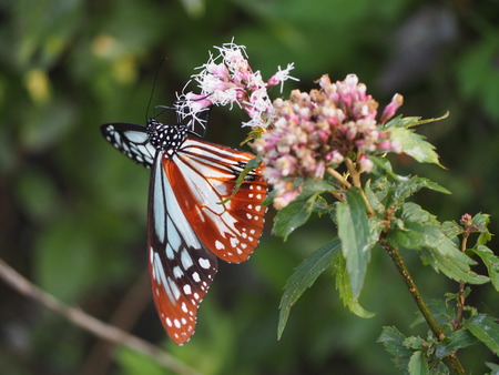 ���ޤФ��ĥ���ָ��ࡡ�������ޥ���PB021403