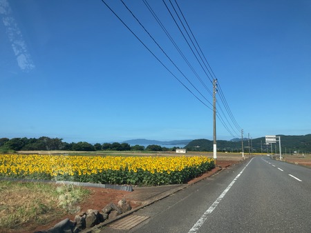 2025.07.25 雲仙市愛野町 ひまわり畑IMG_8048