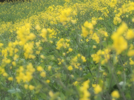 �������⸶�κڤβ�P3151443