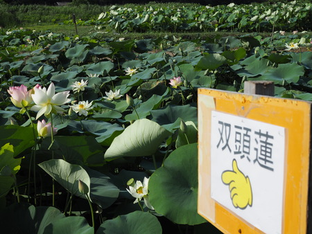 2025.07.22¡¡ëÝÁá»Ô¡¡ÅâÈæ¥Ï¥¹±à¡¡ÁÐÆ¬Ï¡P7230058