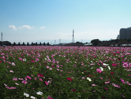 2022.10.21 キリンビール福岡工場 キリン花園PA151316