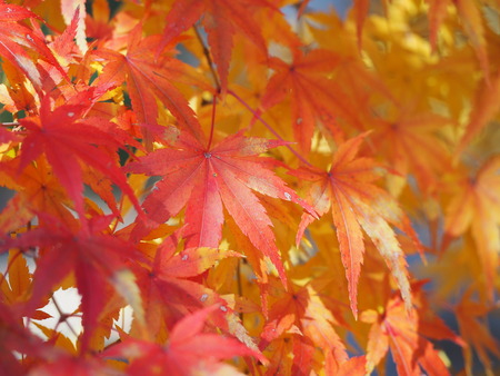 P2025.11.28������ԡ�ŷʹ��B281582