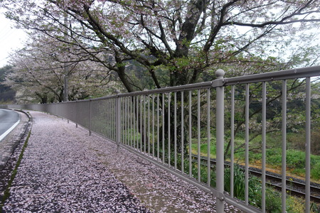 8−多良見町古川の桜並木DSC02012