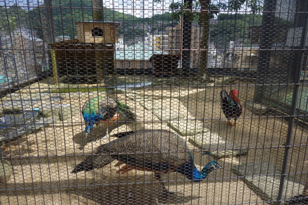 11-Ĺ���ưʪ�Ҥ���DSC09485