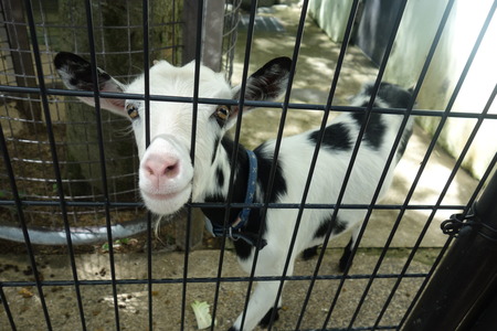 17-Ĺ���ưʪ�Ҥ���DSC09511